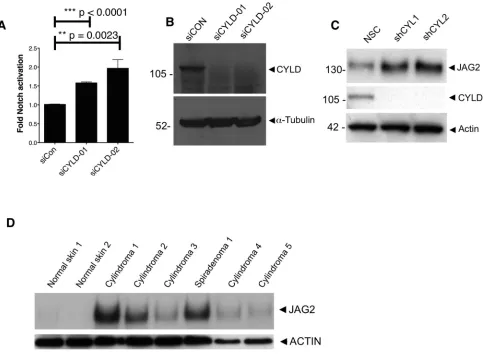 Figure 3: CYLD ablation results in increased Notch signalling. (A) HEK-293T cells stably expressing a RBP-JΚ response element coupled to a firefly luciferase were used as a readout for active Notch signalling