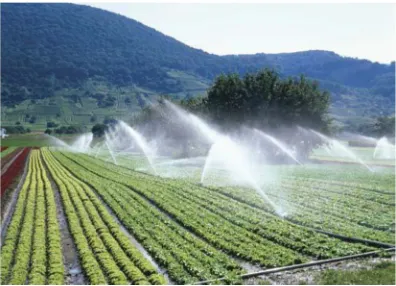 Fig (c): Drip irrigation 