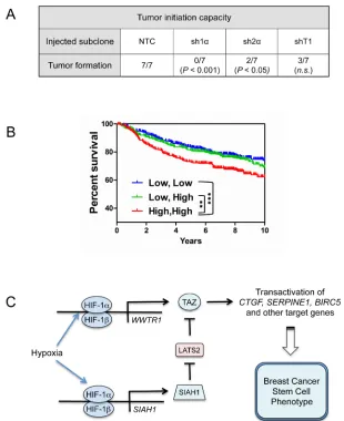 Figure 8: Effect of HIF and TAZ activity on tumorigenicity and patient survival. (A) To analyze the tumor-initiating capacity of the NTC, sh1α, sh2α, and shT1 subclones, 1000 cells were injected into the mammary fat pad of immunodeficient female mice