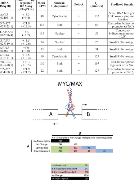 Table 1: Representative MYC-regulated lncRNAs. Eight putative MYC-regulated lncRNAs were selected for validation studies