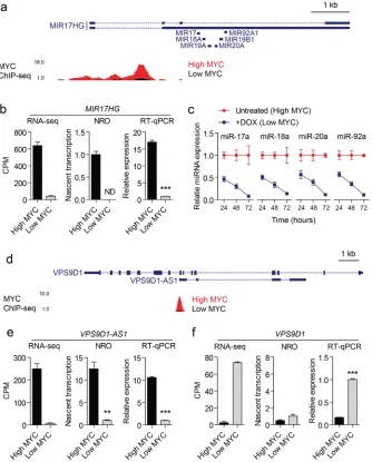 Figure 6: Validation data for two representative MYC-regulated lncRNAs. (a) MYC ChIP-seq data were visualized in the within, its corresponding sense coding gene NRO and RT-qPCR