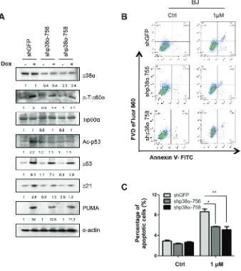 Figure 9: p38α is essential for DNA damage-induced Tip60-T158 phosphorylation, p53-K120 acetylation, PUMA expression and apoptosis in primary human fibroblasts