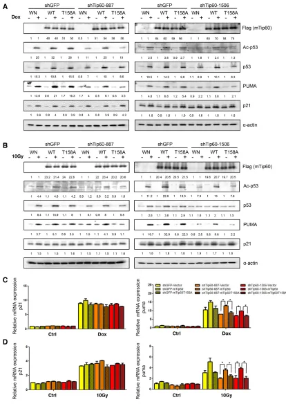 Figure 10: Phosphorylation of Tip60 at T158 by p38α is required for p53-K120 acetylation and PUMA induction after DNA damage