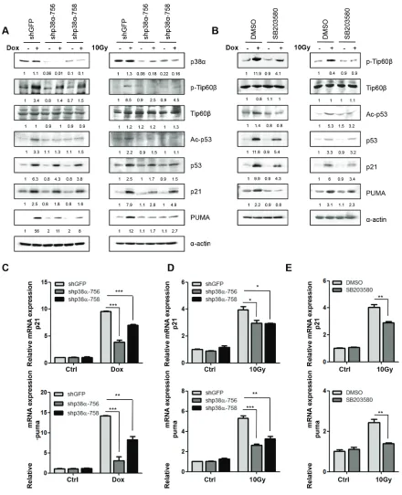 Figure 2: p38α is required for the induction of Tip60-T158 phosphorylation, p53-K120 acetylation and p21WAF1 and PUMA expression following DNA damage