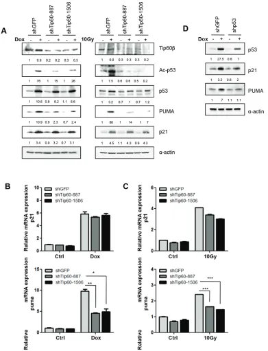 Figure 3: Tip60 is required for acetylation of p53 at K120 and induction of PUMA expression, but not for induction of p21WAF1, in response to DNA damage