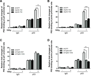 Figure 6: p38α and Tip60 are essential for DNA damage-induced binding of p53 to the PUMA promoter