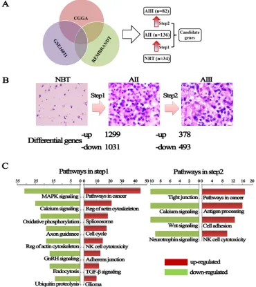 Figure 1: Changes in genes expression from NBT to grade II and grade II to grade III astrocytomas