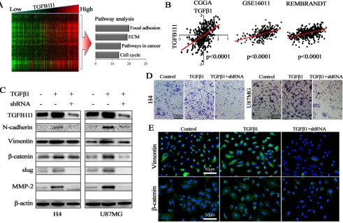 Figure 5: TGFB1I1 regulated TGF-β1 induced EMT. (A) Correlation analysis performed in 310 samples with mRNA microarrays and a cluster of 308 TGFB1I1 associated genes were obtained (R > 0.6, p < 10–30); Pathway analysis was performed using the 308 TGFB1I1 a