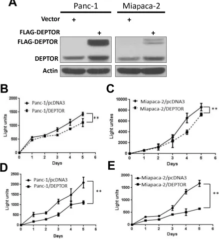 Figure 2: DEPTOR expression inhibits monolayer growth of PDAC cells. Panc-1 and Miapaca-2 cells were transfected with mammalian expressing vector encoding FLAG-DEPTOR, along with empty vector pcDNA3 control