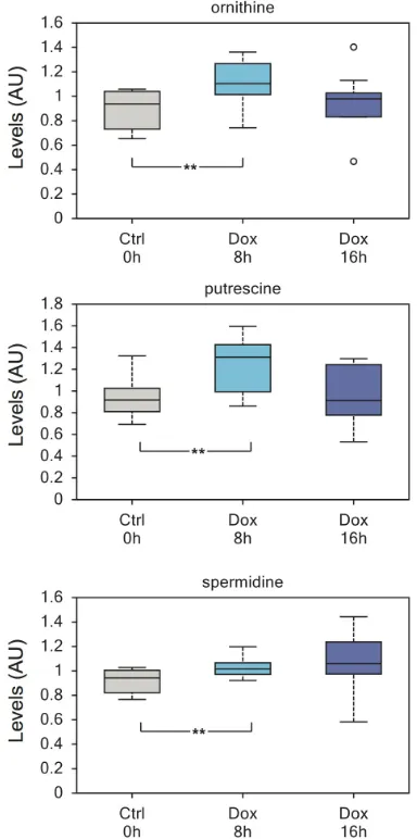 Figure 4: Enhanced polyamines biosynthesis induced by TAp73. Polyamines show a significant increase after 8h of TAp73βinduction