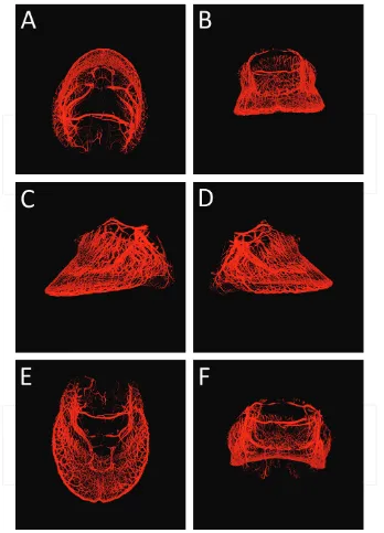 Figure 2. Vasculature of the equine foot. (A) Dorsally, (B) cranially, (C) laterally/medially, (D) laterally/medially, (E) ventrally, and (F) caudally