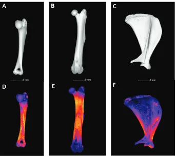 Figure 1. 3D rendered 4-year old guinea pig bones showing surface morphology (A, C, E) and cortical bone thickness (B, D, F) of the humerus (A, D), femur (B, E) and scapula (C, F)