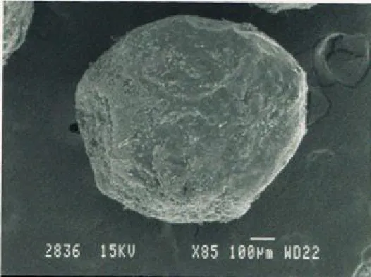 Fig. 1:  SEM of Formation F3 Under Low Magnification  