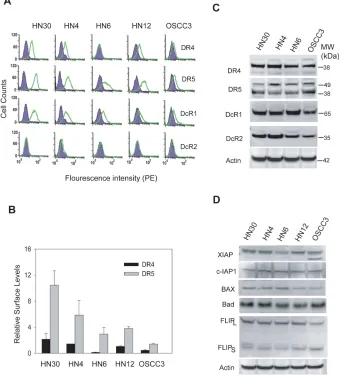 Figure 4: Differential expressions of TRAIL receptors on cell surface. A, The expressions of TRAIL receptors on cell surface were determined by flow cytometry analysis using PE-conjugated antibodies specific to DR4, DR5, DcR1 or DcR2 (open histogram)