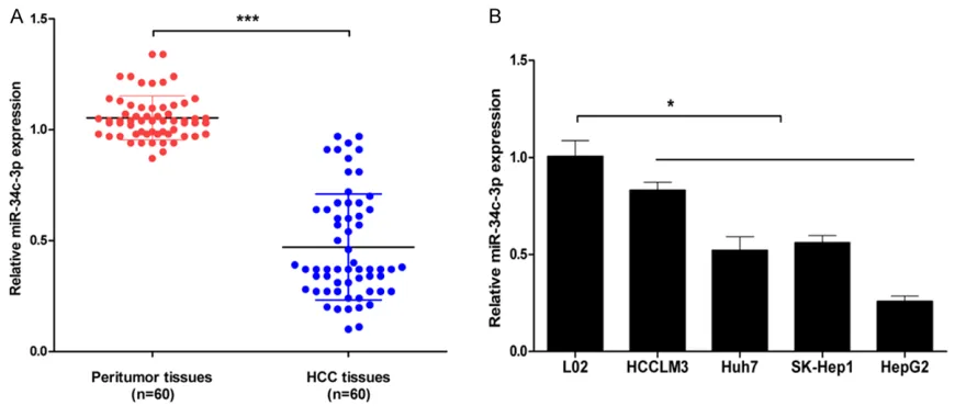 Figure 1. MiR-34c-3p is downregulated in HCC tissues and cell lines. A. The relative expression of miR-34c-3p in HCC tissues and paired adjacent normal liver tissues was examined by qRT-PCR