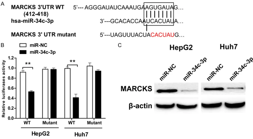 Figure 3. MARCKS is a direct target ofmiR-34c-3p. A. Sequence alignment of wild-type (WT) and mutated (Mut) putative miR-34c-3p-binding sites in the 3’-UTR of MARCKS