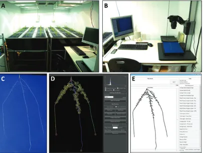 Fig. 1. Seedling root phenotyping pipeline. (A) Growth assembly. (B) Image acquisition