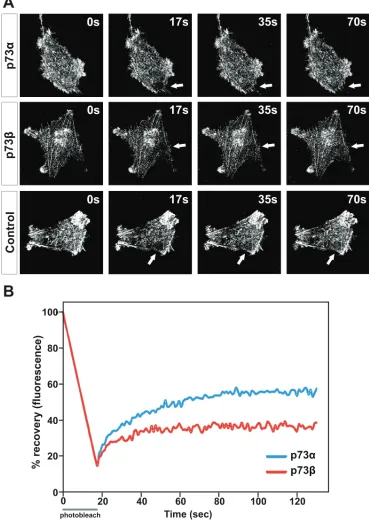 Figure 3: Actin cytoskeleton dynamics are impaired in p73β-expressing cells. HeLa cells were transfected with expression vector encoding for p73α or p73β, and compared with control cells transfected with the corresponding empty vector