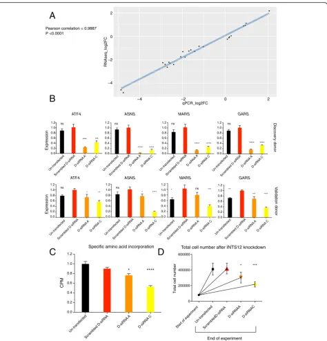 Fig. 5 Technical, biological and phenotypic validation of the INTS12 knockdown impact on the protein synthesis pathways.****Statistical tests were performed comparing to scrambled D-siRNA control: * a Technical validationof RNAseq findings by qPCR