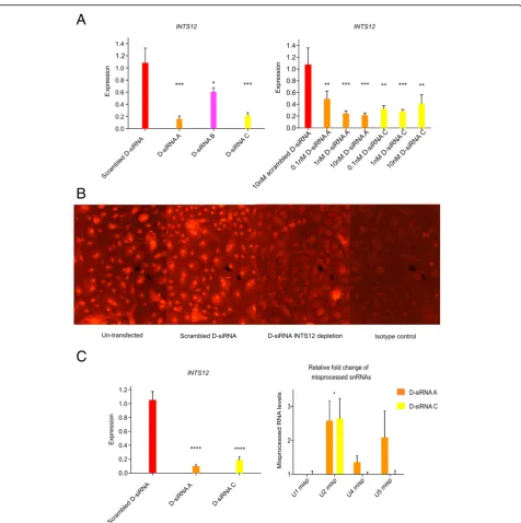 Fig. 1 Optimizing INTS12 knockdown and elucidating its effect on snRNA processing in HBECs