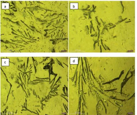Figure 16. Optical microstructures of MMC having length variation of carbon fibers a)4 mm b) 6mm c) 8 mm d) 10 mm