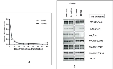 Figure 1: A – Kinetics of siRNA-mediated CT-X knockdown: SK-MEL-37 cells were transfected separately with10 nM of scrambled, GAGE#9 and #15 siRNAs and cells were harvested for real-time PCR 3, 6, 12, 18, 24 and 48 hours after transfection