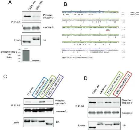 Figure 1: C3-FLAG is phosphorylated by CK2α′-HA, but not CK2α-HA in cells.  (A) HeLa-Tet-Off cells were transfected with C3-FLAG and CK2α-HA or CK2α′-HA, lysed, and C3-FLAG isolated by immunoprecipitation