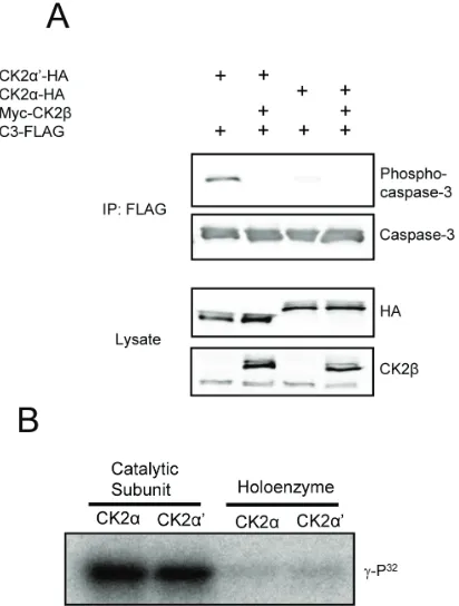 Figure 2: CK2β inhibits caspase-3 phosphorylation. (A) Cells were co-transfected with the indicated CK2 constructs and C3-FLAG