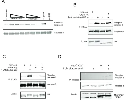 Figure 5: Exclusion of CK2α-HA from C3-FLAG phosphorylation is not governed by endogenous CK2β in HeLa cells
