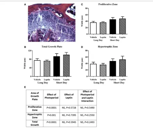 TaBle 1 | Effect of leptin treatment on femoral bone density of female adult Siberian hamsters housed in long day and short day photoperiods.