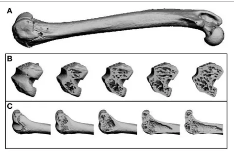 FigUre 2 | Representative microCT images as reconstructed by the Scanco software. (a) A whole femur