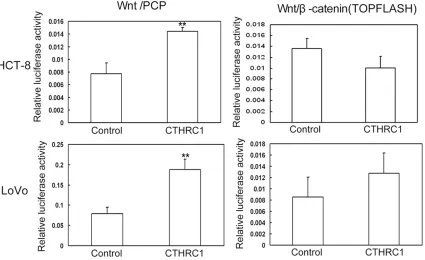 Figure 4. Dual-luciferase reporter assay showed that CTHRC1 protein (10 nM) activated Noncanonical Wnt/PCP sig-naling of CRC cells (left) but not Wnt/β-catenin signaling (right)