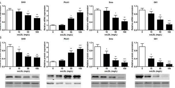 Figure 2. MBMECs were incubated with oxLDL (100 mg/L) for 24 h, SHH, Ptch1, Smo and Gli1 mRNA expression were determined by real-time PCR (A)
