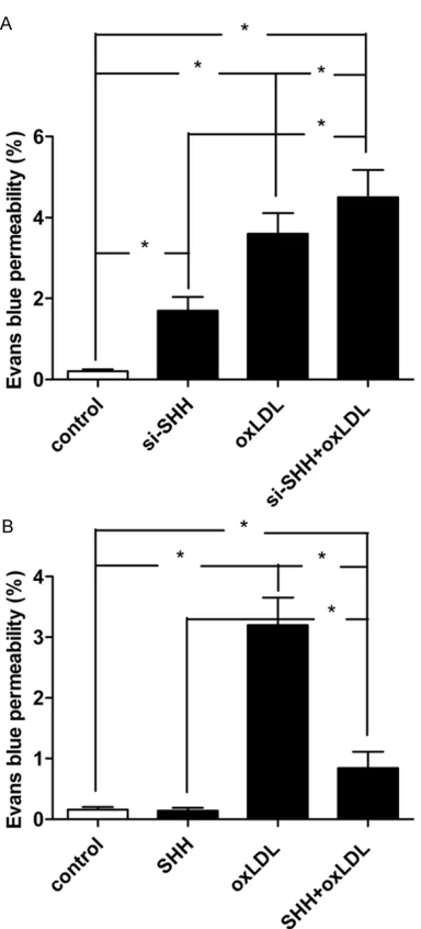 Figure 3. Effect of SHH loss-of-function on endo-thelial permeability in MBMECs when treated with ox-LDL (100 mg/L) for 24 h (A)