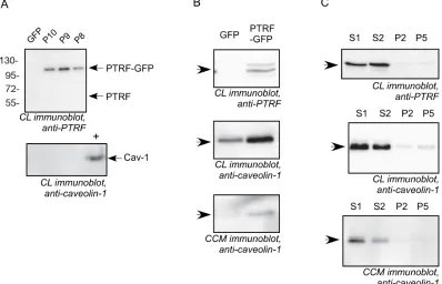 Figure 1: Cav-1 and PTRF expression in prostate cancer cell lines. Cell lysates (CL) from LNCaP, PC3 and DU145 and concentrated conditioned medium (CCM) from DU145 and PC3 cells were separated by SDS-PAGE and subjected to immunoblot analysis using anti-PTR