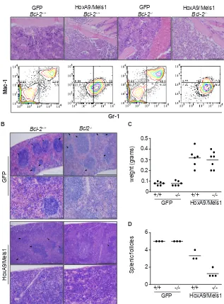 Figure 8: AML transplantation of Bcl-2-defcient cells induced destructive disease in spleen
