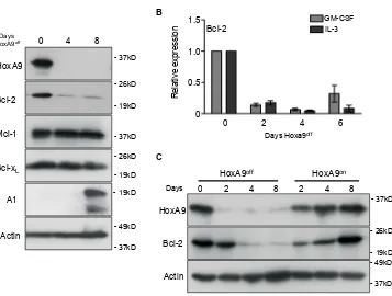 Figure 2: Downregulated HoxA9 expression results in loss of Bcl-2 expression. (A) HoxA9 FDM cells were cultured in media containing GM-CSF and IL-3 in the presence (Day 0) or absence of 4-OHT (HoxA9off) over 8 days
