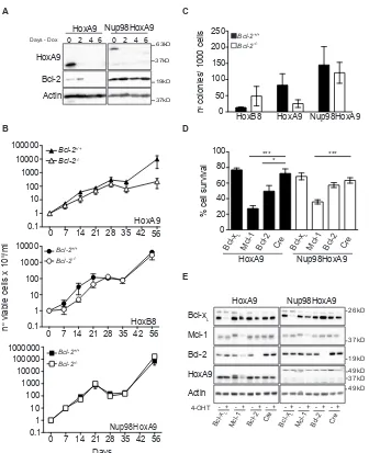 Figure 5: HoxA9-dependent hematopoietic cells but not Nup98-HoxA9 or HoxB8, requires Bcl-2 expression for immortalization and survival