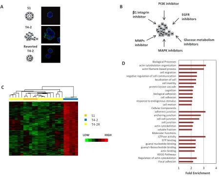 Figure 1: A cluster of genes revealed by microarray analysis is associated with tissue polarity in HMT3522 cell lines