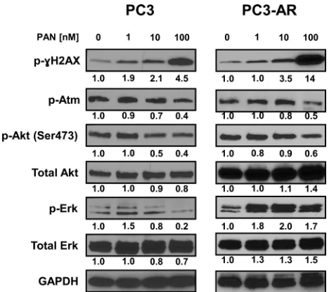 Figure 2: PC3 and PC3-AR cells were treated with increasing concentrations of panobinostat for 24 and 48 hours