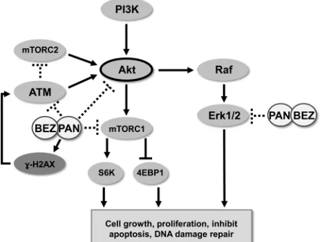 Figure 7: Schematic representation of activity of BEZ235/panobinostat combination against PC3 and PC3-AR tumor models
