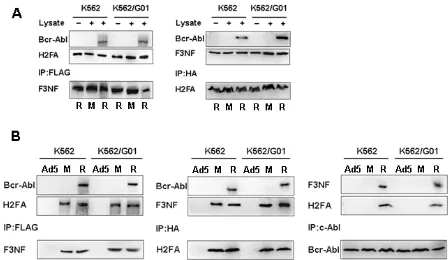 Figure 2: RNTS binds Bcr-Abl directly. (A) F3NF, H2FA and H2FATM are expressed in E.coli and purified with Ni+-NTA