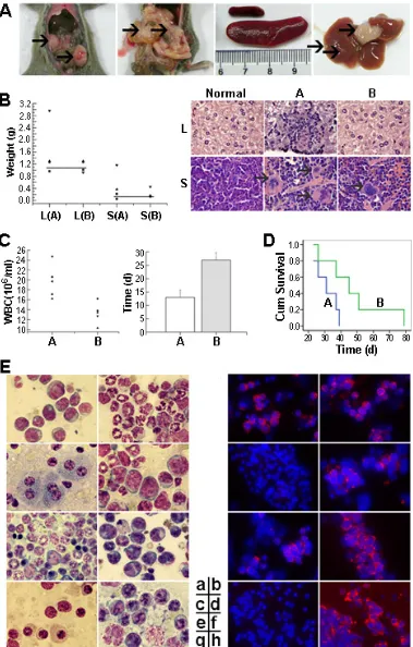 Figure 6: RNTS suppresses Bcr-Abl oncogenicity in mice. 32D-p210 cells untreated (group A) or treated (group B) with RNTS were collected and injected into C3H mice intravenously