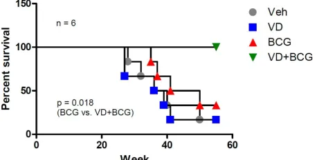 Figure 6: BCG+1,25-VD increases the survival rate of BBN-induced BCa mice. 24 FVB female mice were initially given drinking water containing BBN at 6 weeks of age for 12 weeks’ treatment
