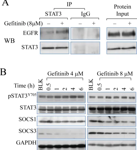 Figure 6: STAT3 inhibitor enhances the inhibitory effect of gefitinib on cell growth. CyQUANT NF Cell Viability Assay Kit (Invitrogen) was used to stain viable cells