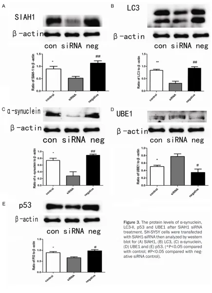 Figure 3. The protein levels of α-synuclein, LC3-II, p53 and UBE1 after SIAH1 siRNA 