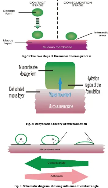Fig. 2:  Dehydration theory of mucoadhesion 