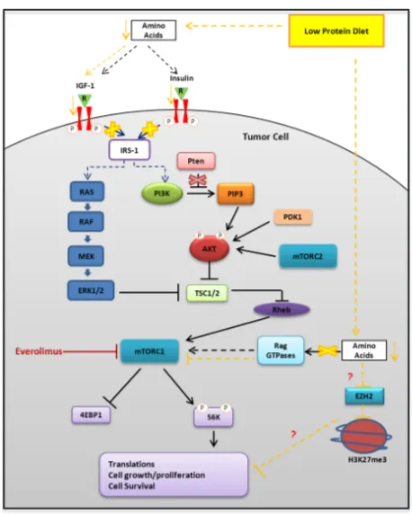Figure 4: Epigenetic alterations associated with low protein diet in the LuCaP23.1-CR model
