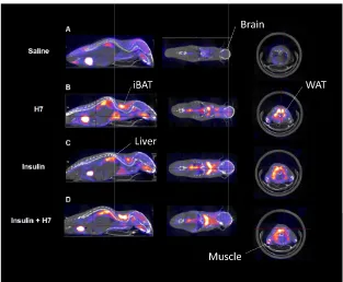 Figure 2. Representative whole-body PET/CT images of euglycemic mice receivingtreated with (A) vehicle (saline), (B) H7 + vehicle (saline), (C) vehicle (saline) + insulin, and (D) H7 + 18F-FDGinsulin