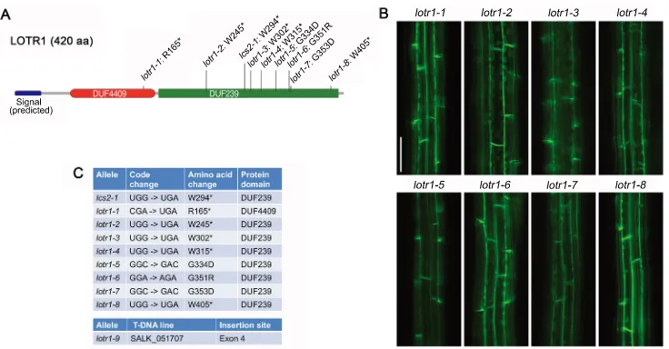 Figure S2. lotr1 mutants contain polymorphisms in At5g50150 (LOTR1) (Related to Figure 2) 